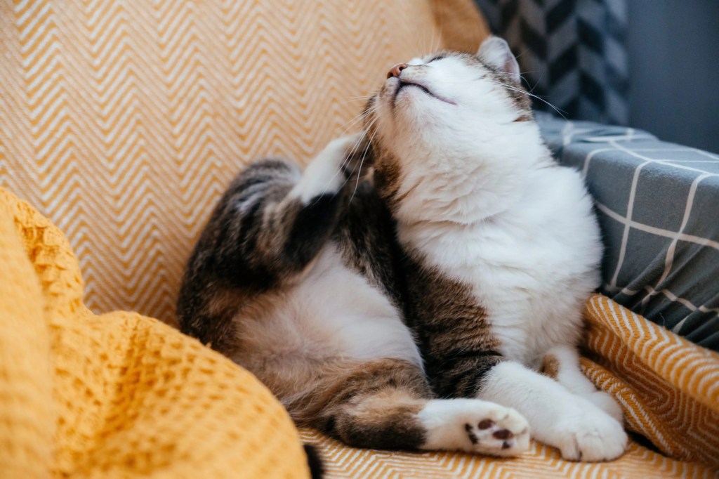 gray cat scratches itself