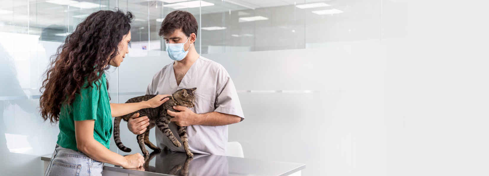 Cat at vet cover with a vet, a cat and its owner