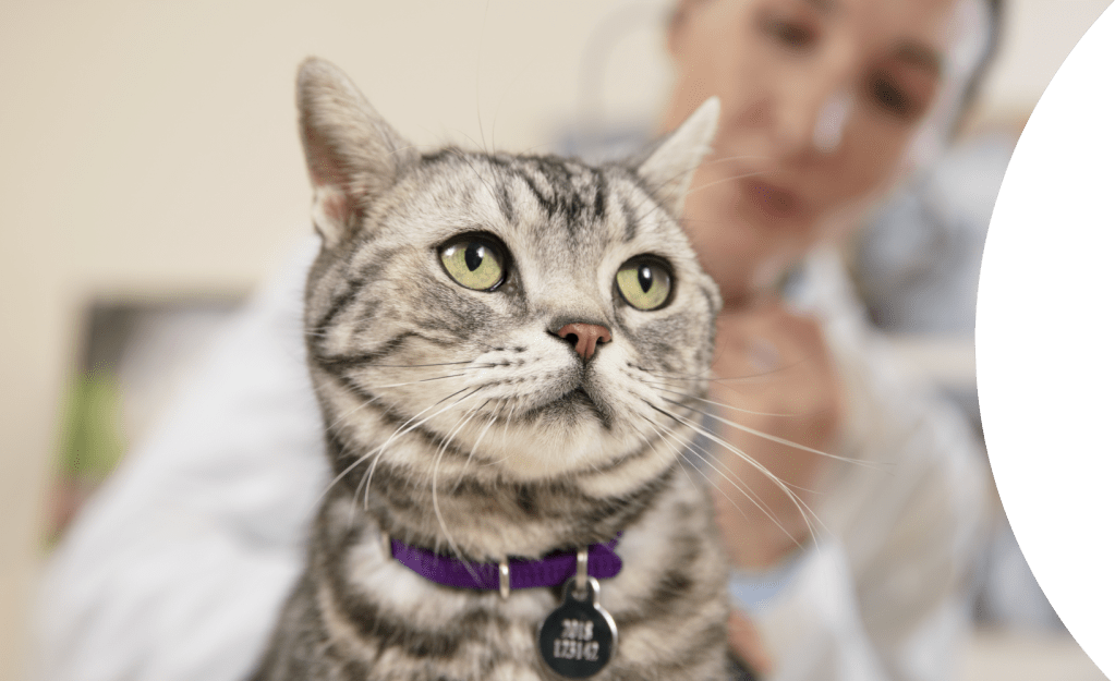 spot on cat cover image with gray cat in focus on frame