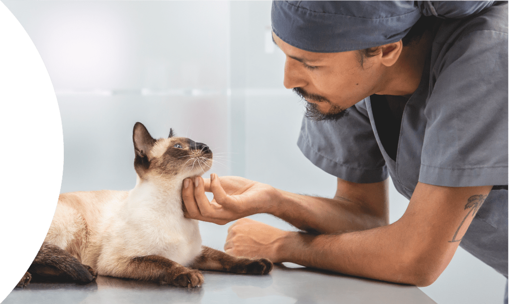 Cat at vet cover with a vet and an cat