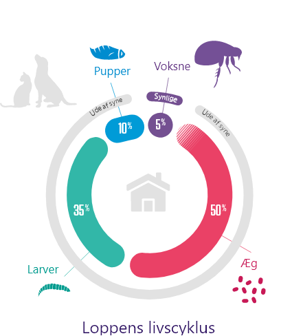 graphic of flea life cycle